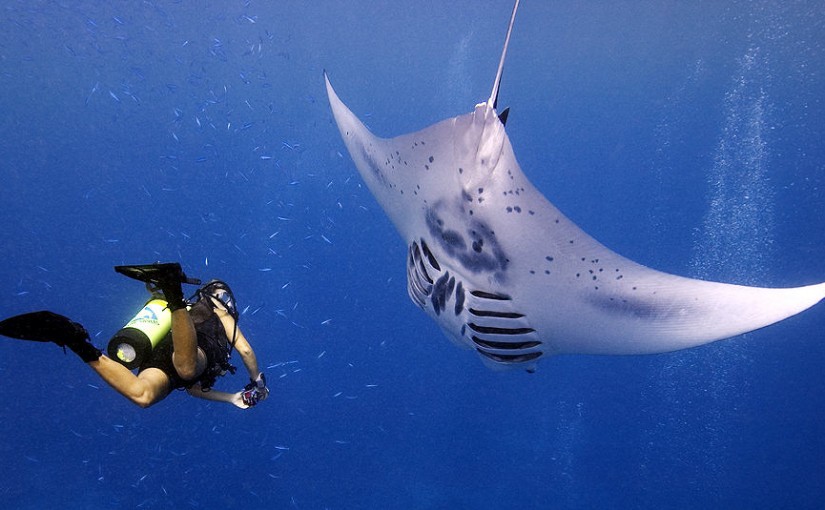 MantaRayBayYap-Manta+Diver1-MikeVeitch