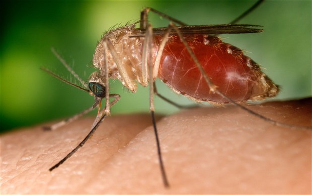 Mhoje_malaria_photo_jpg