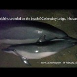 dolphins
