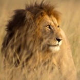 Large male lion in high grass and warm evening light - Masai Mara, Kenya