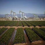 Oil pump jacks are seen next to a strawberry field in Oxnard, California February 24, 2015. REUTERS/Lucy Nicholson