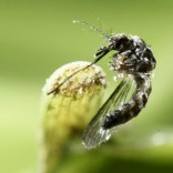 An aedes aegypti mosquito is pictured on a leaf in San Jose, Costa Rica February 1, 2016.   REUTERS/Juan Carlos Ulate/File Photo