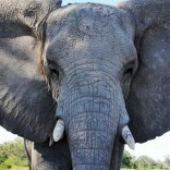 Mhoje_elephantgetty_photo_jpg