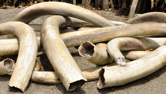 Mhoje_ivory_photo_jpg