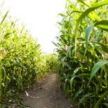 cornfieldisle