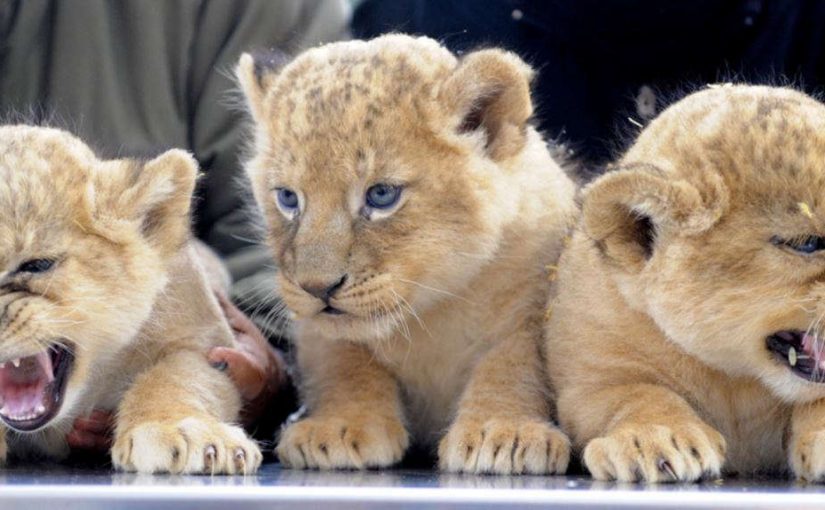 cubs
