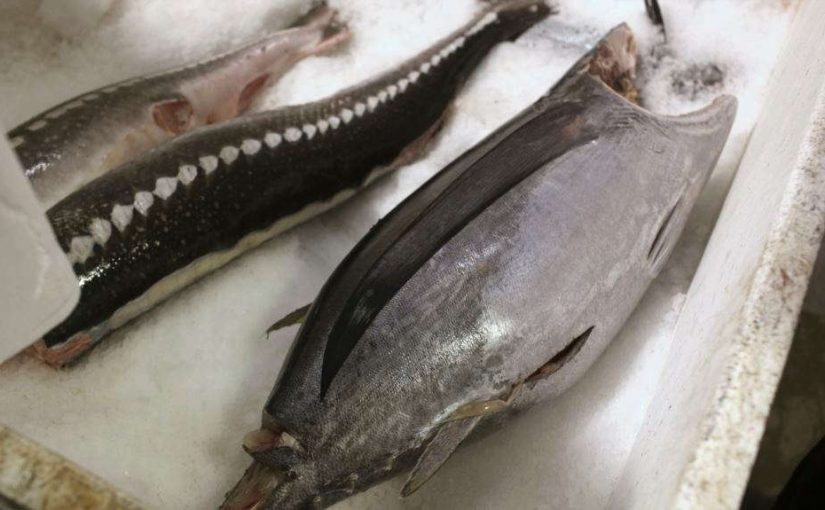 fishtuna