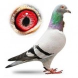 pigeon