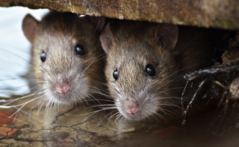 rats1