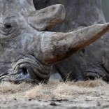 rhinodw