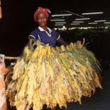 A farm worker collects cured tobacco at a community farm outside Harare, Zimbabwe, March 14, 2017. REUTERS/Philimon Bulawayo
