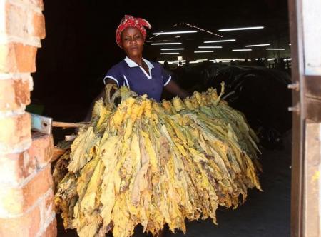A farm worker collects cured tobacco at a community farm outside Harare, Zimbabwe, March 14, 2017. REUTERS/Philimon Bulawayo