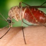 Mhoje_malaria_photo_jpg
