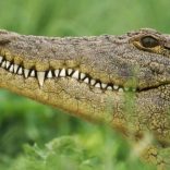 croc