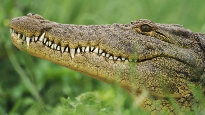 croc