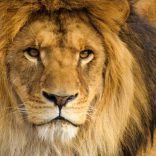 lionlion3