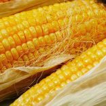 maize farming and corn production in agricultural farming business and plantaton farming