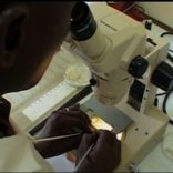 malaria.reuters