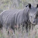 FILE PHOTO: A White Rhino walks in the dusk light in Pilanesberg National Park in South Africa's North West Province, April 18, 2012. REUTERS/Mike Hutchings/File Photo