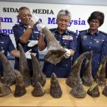 rhinohornsmalaysia