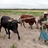 Communal farmers cultivate maize crops in Mvuma district, Masvingo, Zimbabwe, January 26, 2016.    REUTERS/Philimon Bulawayo