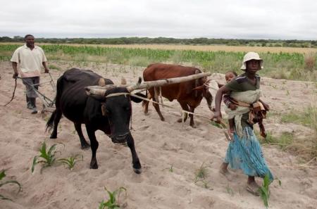 Communal farmers cultivate maize crops in Mvuma district, Masvingo, Zimbabwe, January 26, 2016.    REUTERS/Philimon Bulawayo