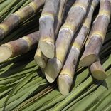 Mhoje_sugarcane_photo_jpg