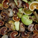 cashew.shells
