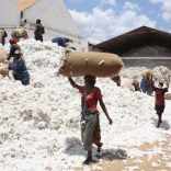 cotton.not