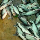 deadcatfish-L (1)