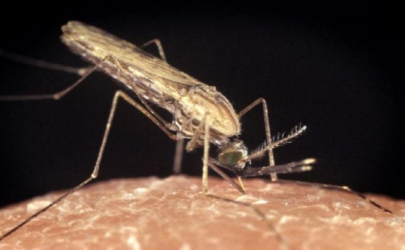 dengue.kenya