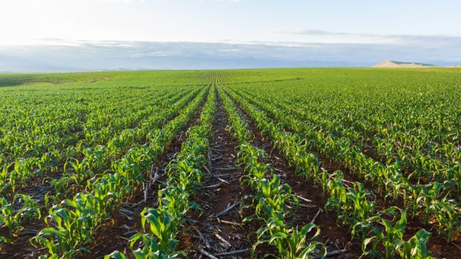 farming.maize.sa.stock