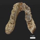 The lower jaw of the 7.175 million year old Graecopithecus freybergi (El Graeco) from Pyrgos Vassilissis, Greece is shown in this handout provided May 19, 2017.   Courtesy of Wolfgang Gerber, University of Tübingen/Handout via REUTERS
