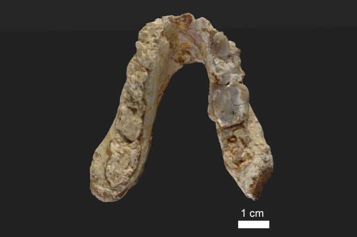 The lower jaw of the 7.175 million year old Graecopithecus freybergi (El Graeco) from Pyrgos Vassilissis, Greece is shown in this handout provided May 19, 2017.   Courtesy of Wolfgang Gerber, University of Tübingen/Handout via REUTERS