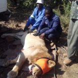 lion.lowwelder