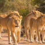 lionss