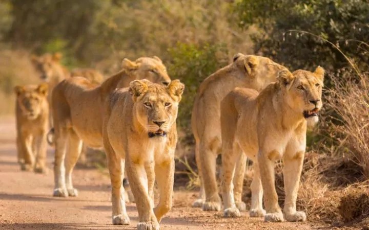 lionss