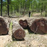mopane