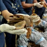 Reuters / Custom officials hold up seized pangolin scales at Kuala Lumpur airport customs complex in Sepang May 8, 2017.