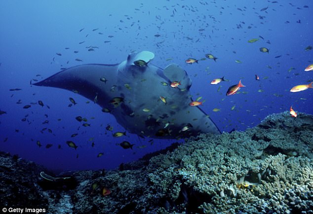 reef