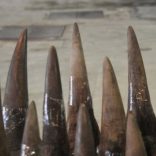 AFP (File photo) / A file photo of confiscated rhino horns.