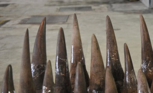 AFP (File photo) / A file photo of confiscated rhino horns.