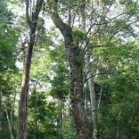 woods