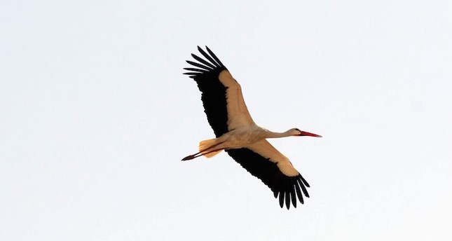 645x344-stork-travels-7000-km-from-turkey-to-mozambique-study-shows-1496842374129