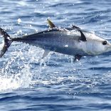 Bluefon