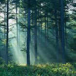 Mhoje_forestry_photo_jpg