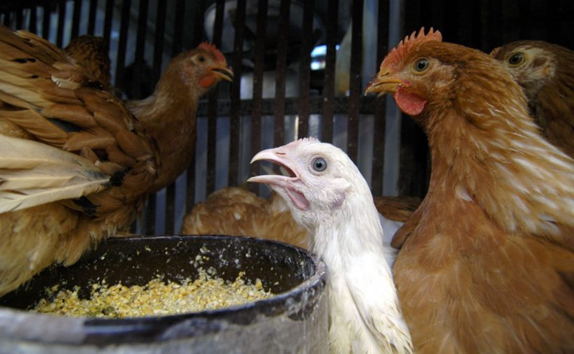 birdflu.zim.irin