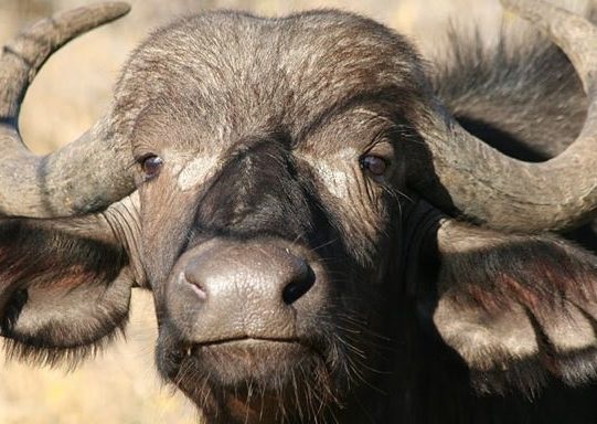 buffllo