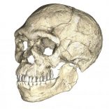A composite reconstruction of the earliest known Homo sapiens fossils from Jebel Irhoud in Morocco, based on micro computed tomographic scans of multiple original fossils, is shown in this undated handout photo obtained by Reuters June 7, 2017. Philipp Gunz, MPI EVA Leipzig/Handout via REUTERS