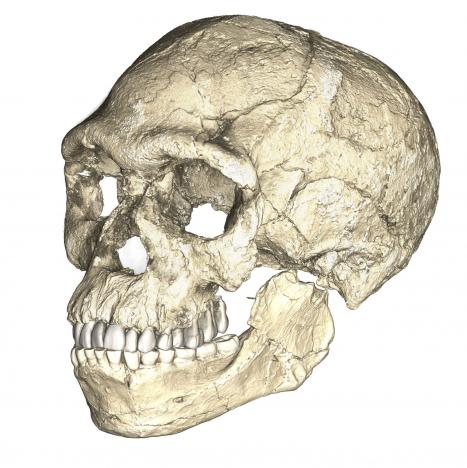 A composite reconstruction of the earliest known Homo sapiens fossils from Jebel Irhoud in Morocco, based on micro computed tomographic scans of multiple original fossils, is shown in this undated handout photo obtained by Reuters June 7, 2017. Philipp Gunz, MPI EVA Leipzig/Handout via REUTERS